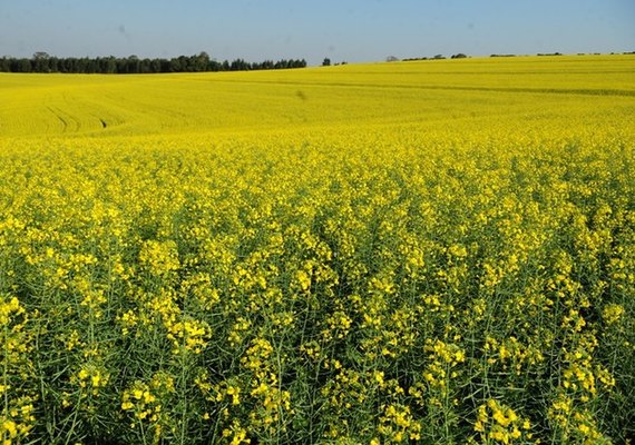 Cultivo de canola avança no Brasil e ganha espaço no campo