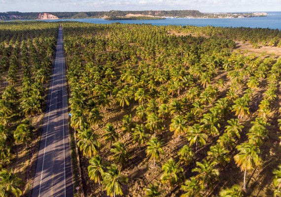 Alimentos à base de coco estão em alta no mercado brasileiro