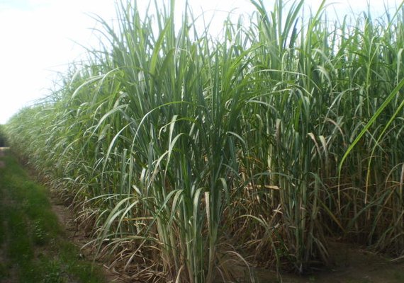 Fornecedores devem moer seis milhões de toneladas de cana