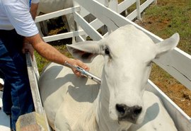 Prazo de vacinação contra a febre aftosa acaba dia 15