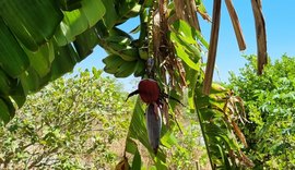 Emater realiza hoje (22)  discussão sobre cultivo de banana em União dos Palmares