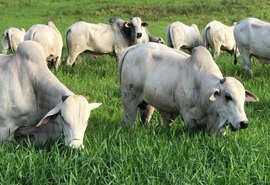 1º Leilão Mega Touros SMP terá oferta de 120 animais