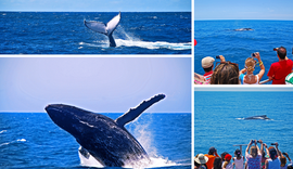 Baleias antecipam chegada e atraem visitantes ao litoral norte de São Paulo
