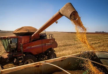 Resistência a fungicidas preocupa produtores de milho