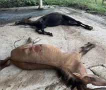 Caso Nutratta: novo laudo relaciona morte de cavalos à toxina em ração