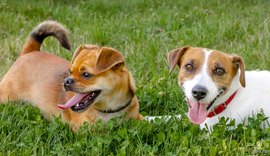 Justiça de AL determina que dona de cachorros faça eles pararem de latir