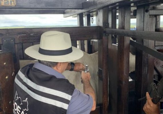 Adeal realiza vacinação assistida de animais contra a febre aftosa