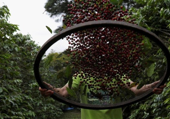 Exportação de café do Brasil registra 1ª alta mensal desde 2024