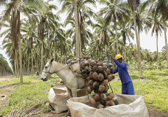 Projeto da Embrapa auxilia no melhoramento da produção de coco