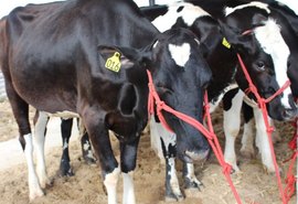 Expo Bacia Leiteira fará lançamento oficial na sexta (20)