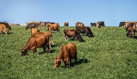 Empesa lança primeiro arame farpado sem farpas do Brasil na Agroleite