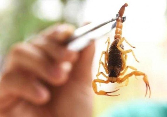Sesau alerta sobre aumento de acidentes com escorpiões no verão