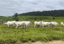 Com genética superior, Varrela está com tudo pronto para remate de touros e fêmeas nelore
