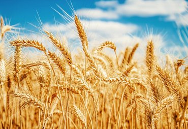 Trigo ancestral ganha espaço e transforma o mercado da panificação no Brasil