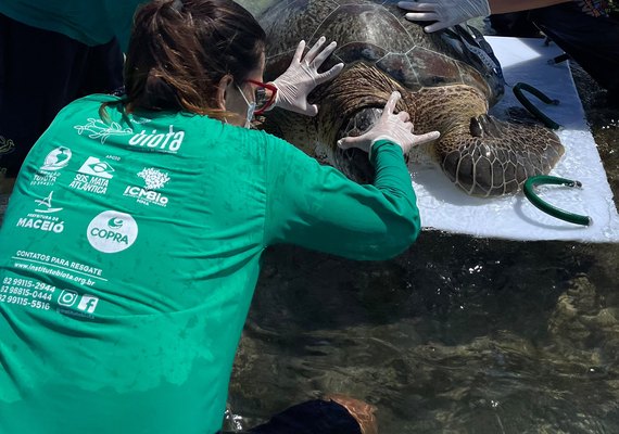 Tartaruga-verde é encontrada presa em curral na Praia de Ipioca