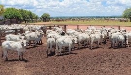 Governo adota novas regras para exportação de carnes à União Europeia