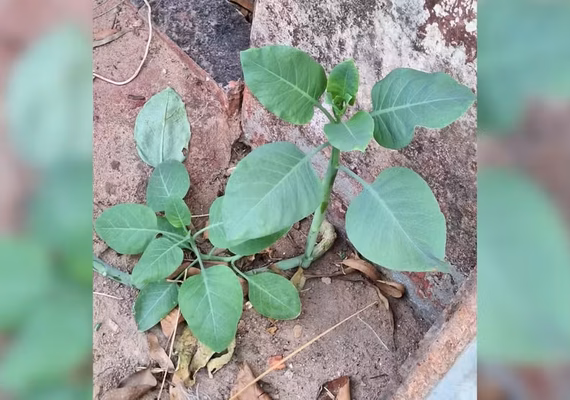Quatro pessoas são internadas em estado grave após comerem ‘falsa couve’ em MG