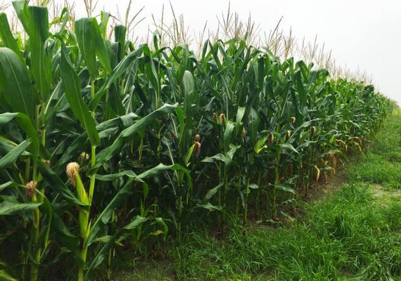 Preço do milho caiu 13,3% desde o pico em março