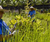 Cooperativismo brasileiro se mobiliza para apresentar ações práticas de sustentabilidade durante a COP30