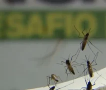 Moradores de bairro da parte baixa de Maceió relatam invasão de “nuvem de mosquitos”