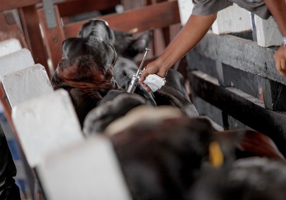 37º Expo Bacia discutirá medidas para retirada da vacinação contra Aftosa