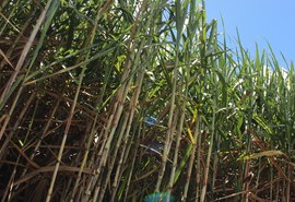 Variedades de cana RB ocupam sete milhões de hectares no Brasil