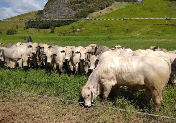 Genética apurada é ponto forte do 1° Leilão Mega Touros