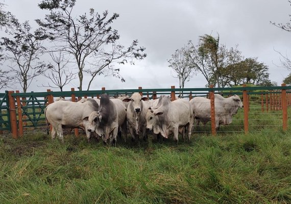 Nelore SMP realiza Leilão Mega Touros com oferta de 100 PO avaliados