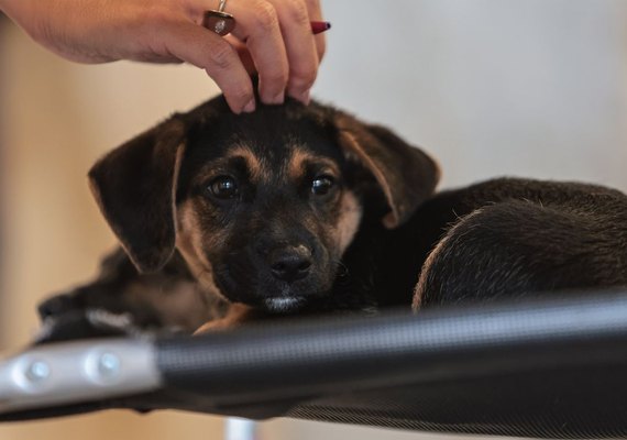 Lei regulamenta guarda compartilhada de animais de estimação