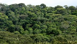 Desmatamento zero em AL demonstra atuação de usinas na preservação ambiental