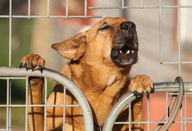 Houve 'apoio unânime de condomínio' em ação contra moradora por latido de cachorros, revela TJAL