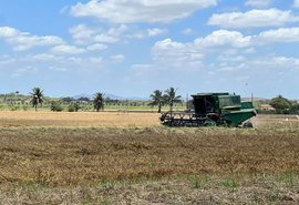 Cultura do arroz aposta em crescimento