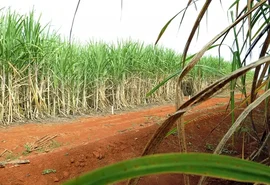 “Super enzima” de bactéria pode transformar resíduos em biocombustível