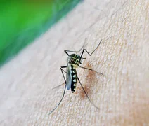 Alagoas deve ultrapassar 10 mil casos de dengue durante o ano de 2026