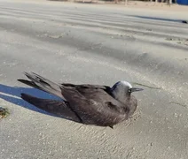 IMA-AL alerta população para evitar contato com aves marinhas