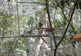 Projetos de reintrodução de Papagaio-do-mangue e Papagaio Chauá em Alagoas são fortalecidos