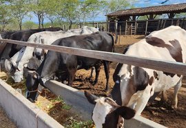 Produtores de leite de Alagoas aumentam produtividade com inovação no campo
