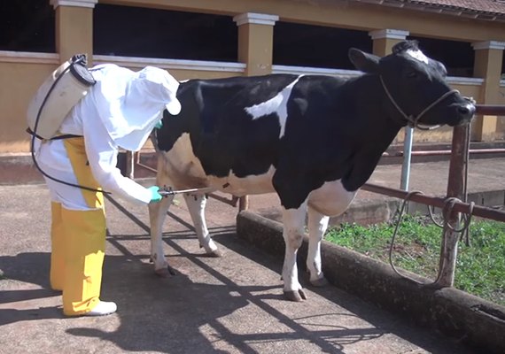 Embrapa desenvolve vacina contra o carrapato bovino