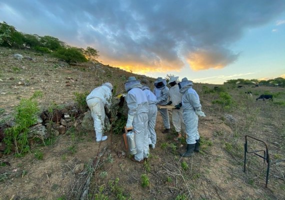 Apicultores de AL produzem mais de 17 toneladas de mel por ano
