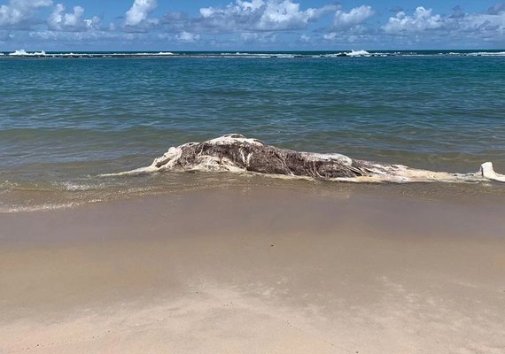 Baleia em estado de decomposição encalha em praia de Alagoas