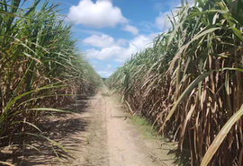 Queda de 17,1% no preço da cana provoca crise entre fornecedores em AL