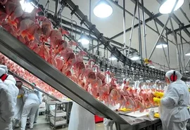 Exportações de carne de frango tendem a crescer 6% este ano