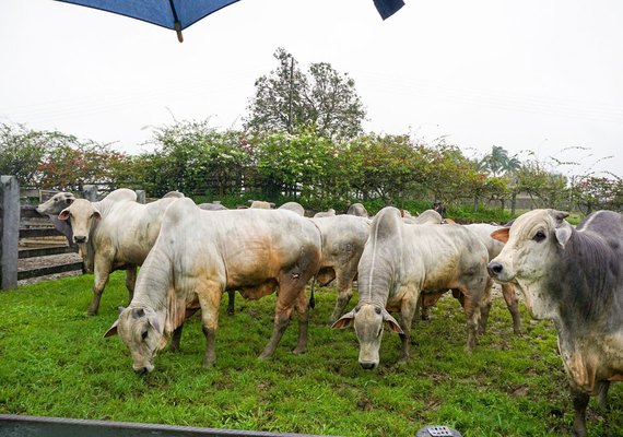 Agro Feira IBC inova no agronegócio alagoano com reflexo na pecuária nacional