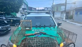 PM apreende arma de fogo e mais de cem animais silvestres em Alagoas