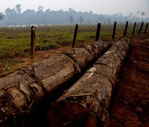 Incêndios em áreas privadas disparam após 1º turno e dominam queimadas no Amazonas