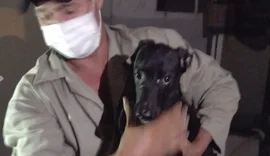 8 cães foram resgatados pela Zoonoses em apartamento