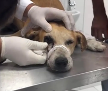 Cachorro baleado no olho: suspeito se apresenta e nega disparo