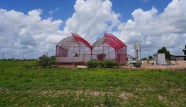 Projeto desenvolvido no Polo Tecnológico Agroalimentar de Arapiraca recebe selo da ONU