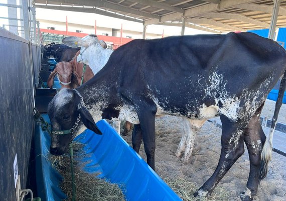 Expoagro-AL começa a receber animais no Parque da Pecuária em Maceió