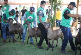 Expoagro: santa inês é destaque de genética em seletiva para exposição Nacional